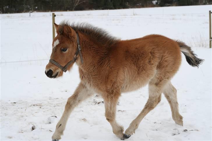 Anden særlig race Bella-Luna - smuk trav billede 3