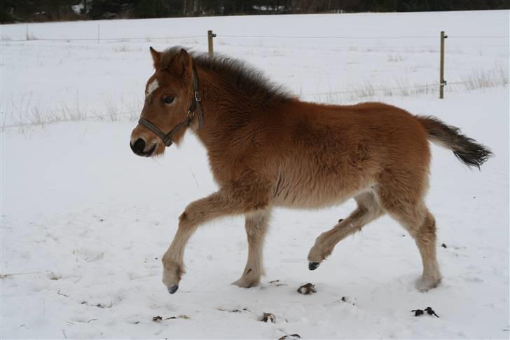 Anden særlig race Bella-Luna - elegant! billede 4