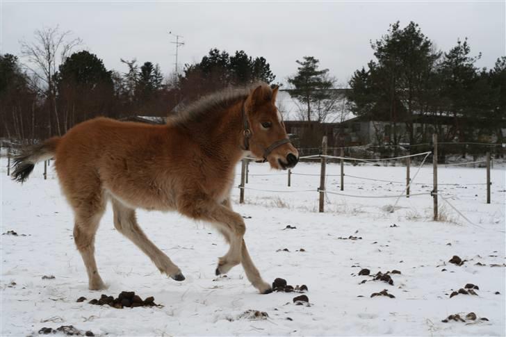 Anden særlig race Bella-Luna - Run Baby RUN! billede 5