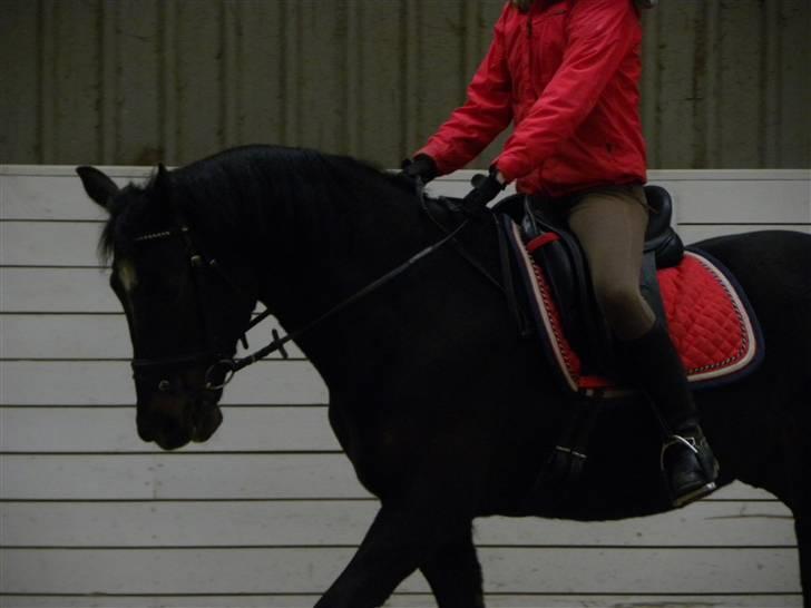 Anden særlig race Lindholms Bat-Mann - Dressur med den smukke Bat. Tidlig forår 2010
Fotograf - Freja Fokdal billede 13