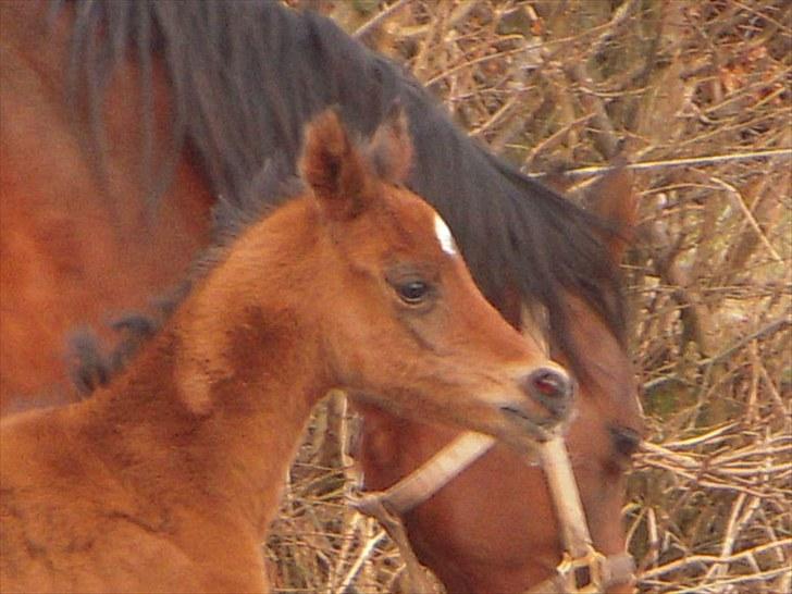 Arabisk fuldblod (OX) MMJ´s Masseh ibn Envision R.I.P. billede 14