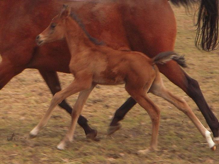 Arabisk fuldblod (OX) MMJ´s Masseh ibn Envision R.I.P. billede 15