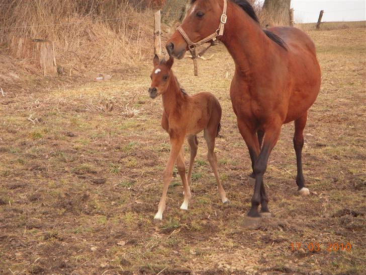 Arabisk fuldblod (OX) MMJ´s Masseh ibn Envision R.I.P. billede 16