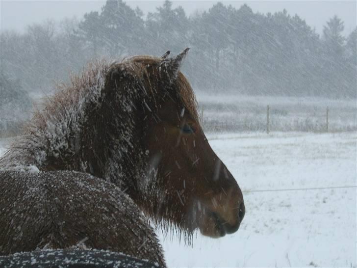 Islænder dúfa fra Lilkjær - snehest :)
 billede 7