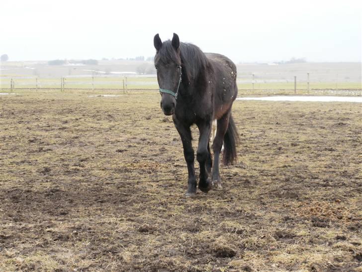 Anden særlig race Califf billede 11