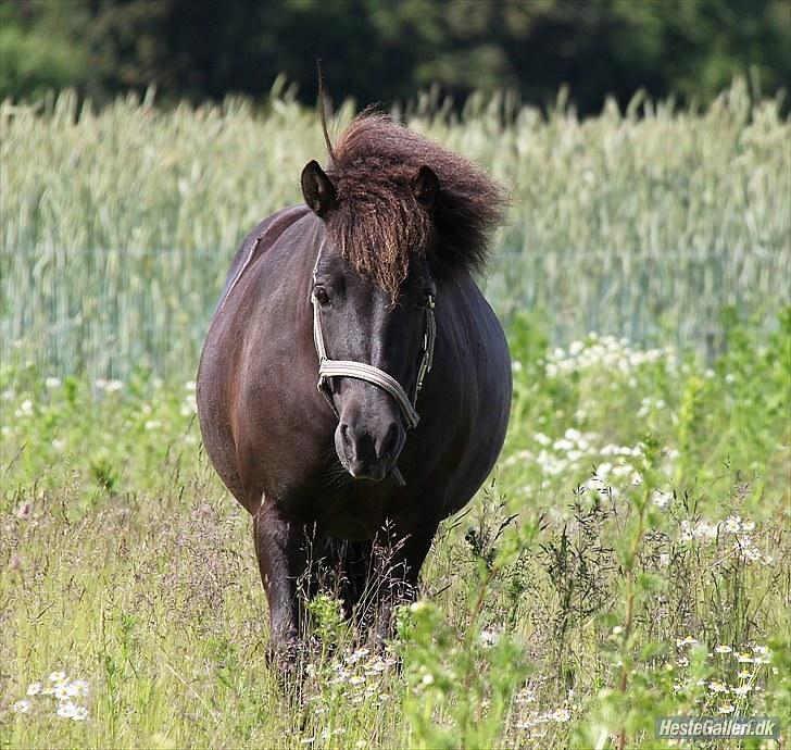 Shetlænder Nikoline <3 (Niko)  - SommerFEDE cute Niko :D  "HEJ DU LILLE FEDE PONY!"  <3  billede 10