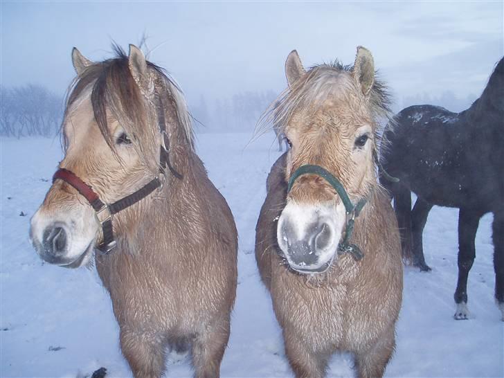 Fjordhest Hedegaards Cesillie  - Cille (Til højre) med hendes helbror Dante. Som også kan findes på HG billede 1
