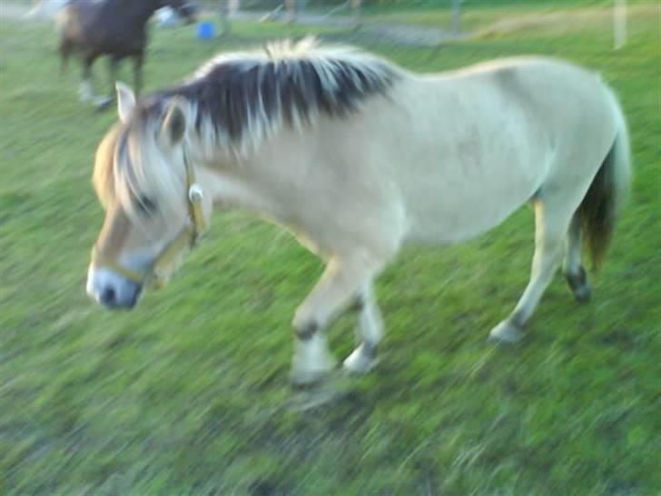 Fjordhest Hedegaards Cesillie  - Lige kommet hjem fra hingst. Er lidt træt efter jeg har gjort alt hvad jeg kan for at få min vom. billede 2