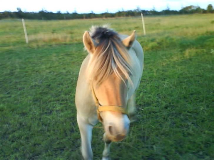 Fjordhest Hedegaards Cesillie  - Prøv se mig med min sommervom. HIHI... billede 3