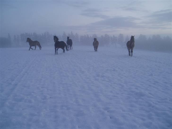 Fjordhest Hedegaards Cesillie  - Vi hygger os allesammen i det gode vejr.  billede 4