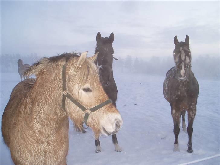 Fjordhest Hedegaards Cesillie  - Man bliver lidt våd når man leger så meget i sneen, med sine venner. billede 5