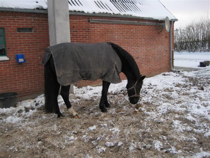 Oldenborg Frej Blæsenborg - Frej har fået "tøj" på her i vinter kulden billede 8