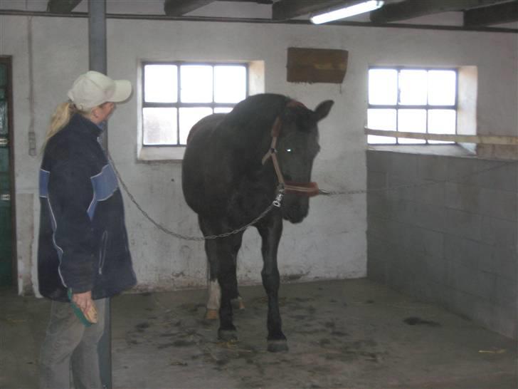 Oldenborg Frej Blæsenborg - Jeg gider altså ikke og stå her, vil hellere være beskidt. fnis :-) billede 10
