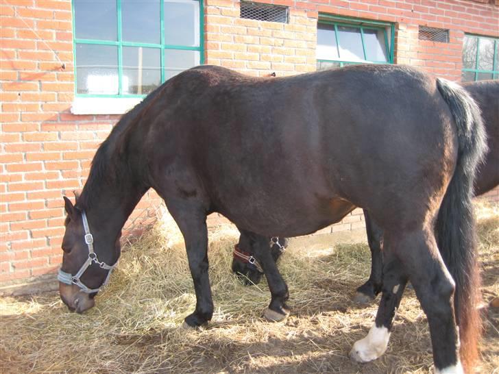Oldenborg Lillegårdens Lea  ol 579 - Så er maven blevt stor og rund, nu vare det ikke længe før følle bølle kommer :-) billede 18