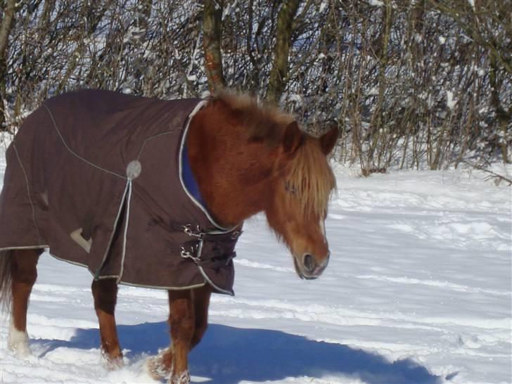Anden særlig race Candy billede 2
