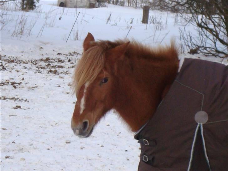 Anden særlig race Candy billede 12