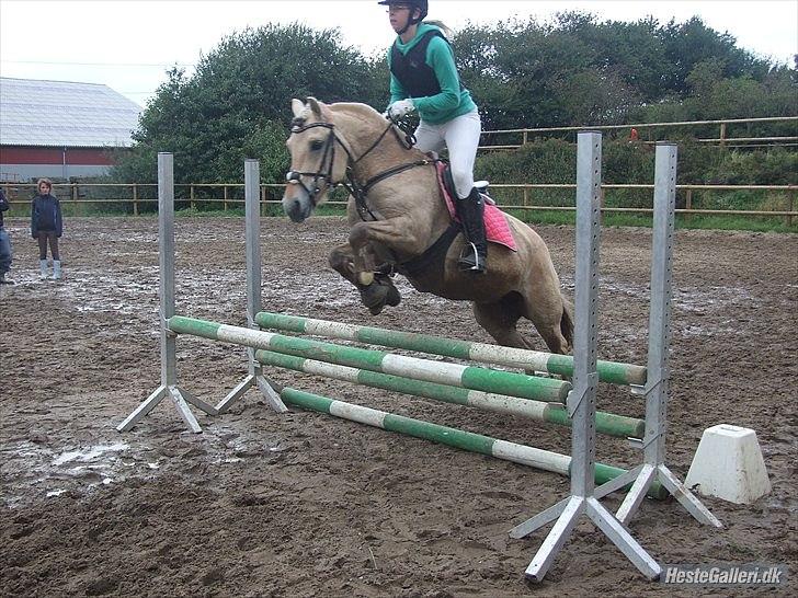 Fjordhest Columbine Bøgely - Hyggestævne på Digelsgård 19/9-10. 70 cm = 1 roset. Foto: Frederikke L VED GODT NÆSEBÅNDET SIDDER SKÆVT!!! billede 11