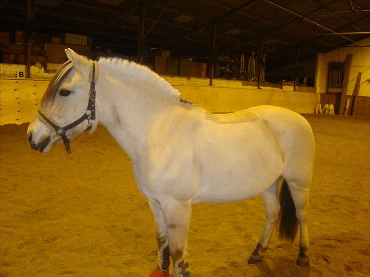Fjordhest Columbine Bøgely - Løs i den store hal 22. december 2010 foto: MIG SELV billede 13