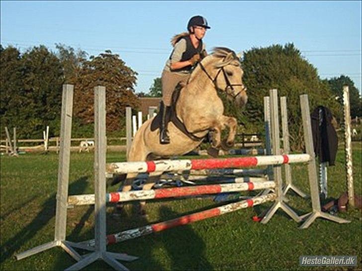 Fjordhest Columbine Bøgely - Springtræning springer 95 cm i okse ||Foto: Frederikke Larsen billede 14