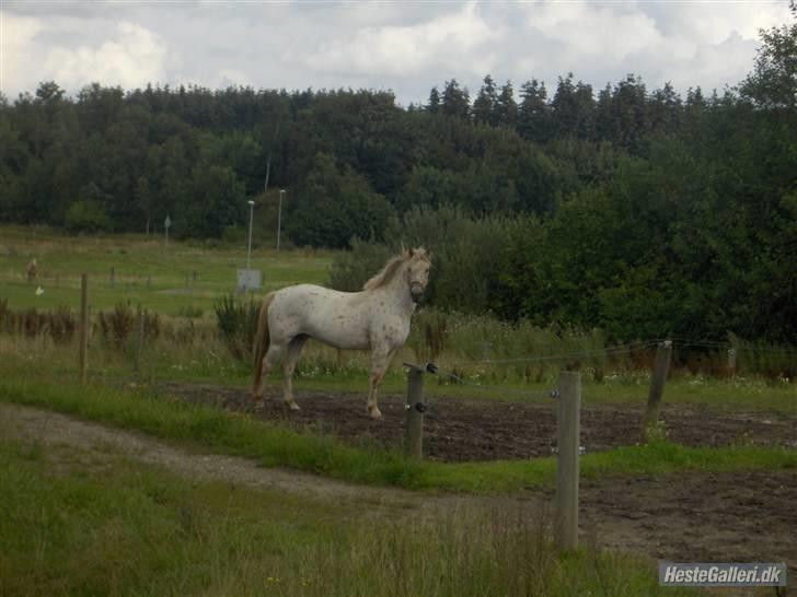 Knabstrupper Charlie - Charlie oppe på efterdkolen billede 4