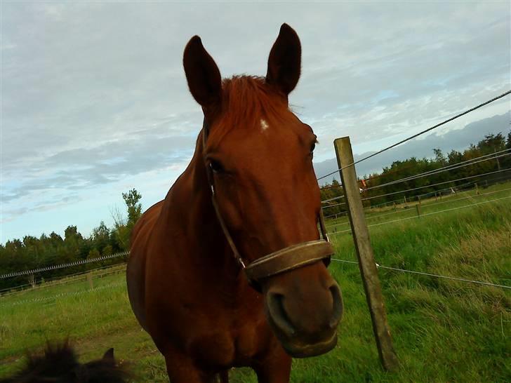 Anden særlig race Sensor-*R.I.P-13/04-2011* - jeg er simpelthent SÅÅ køn !!(;  ..    ved ikke om i kan se min bedste-ven en lille smule?=).. billede 3