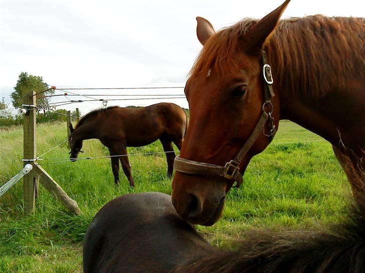 Anden særlig race Sensor-*R.I.P-13/04-2011* - jeg syndes Hoody har en dejlig numse ..    ;) billede 4