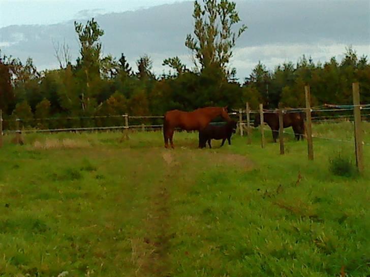 Anden særlig race Sensor-*R.I.P-13/04-2011* - her står miig og Hoody !!=).. billede 5