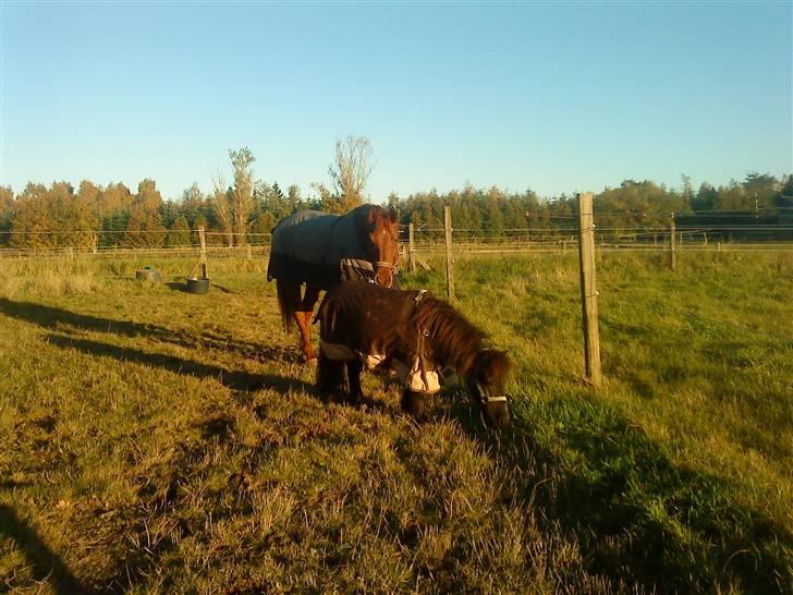 Anden særlig race Sensor-*R.I.P-13/04-2011* - HAHA.. Emma vi gider ikke ind nu !!=).. billede 6