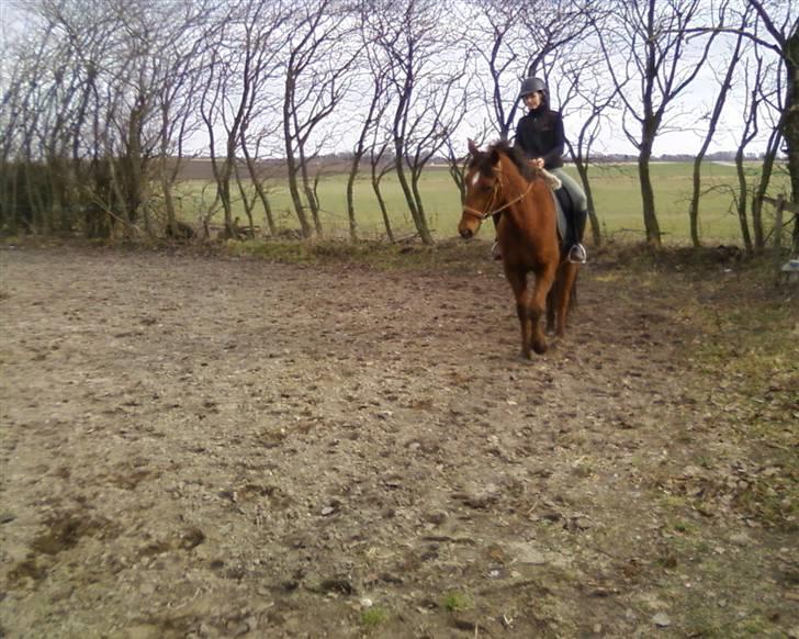Anden særlig race Quinton - 22/3-10. Lill og Q billede 13
