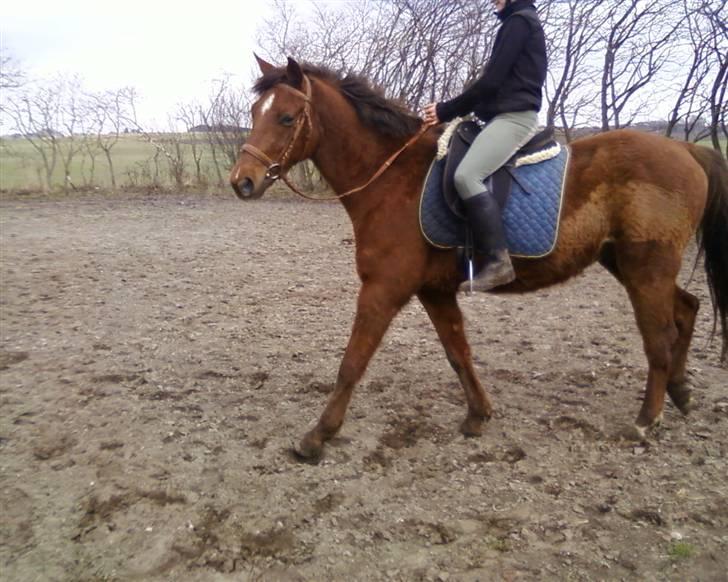 Anden særlig race Quinton - 22/3-10. Lill og Q billede 14