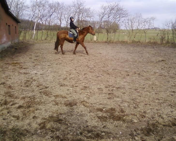 Anden særlig race Quinton - 22/3-10. Lill og Q billede 17