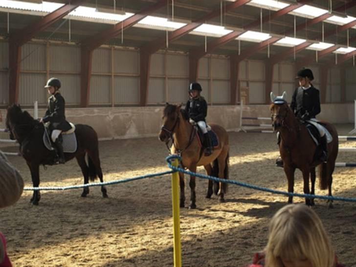 Anden særlig race Dixie - 1 plads på hesselrød billede 12