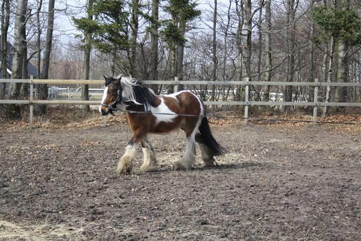 Irish Cob caramella billede 6