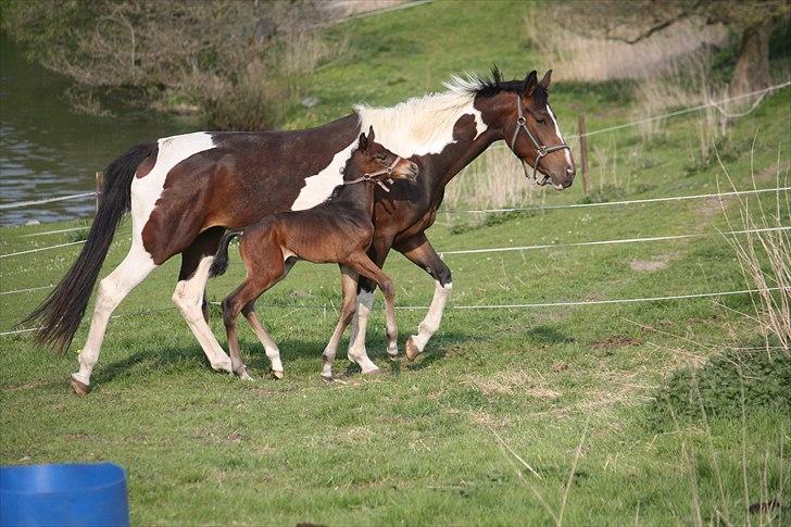 Pinto Hoelgaard´s Zaijo´s Pride billede 21