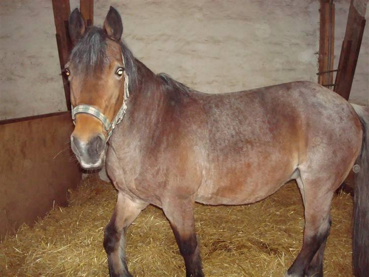 Irish Cob Verbena Savnet. Tidl part - Fotograf: Mig billede 6