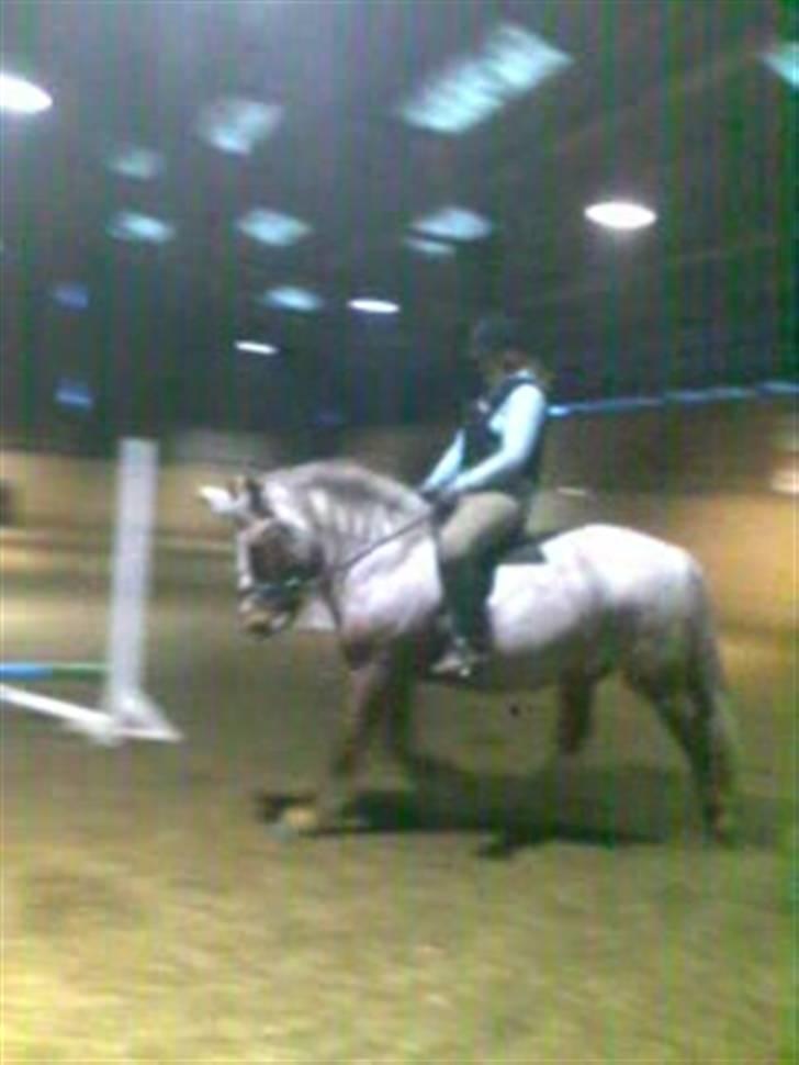Highland Pony Stardust SOLGT billede 7