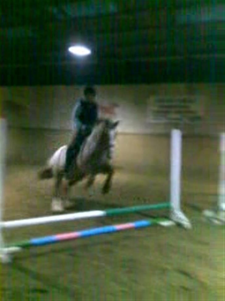 Highland Pony Stardust SOLGT billede 8