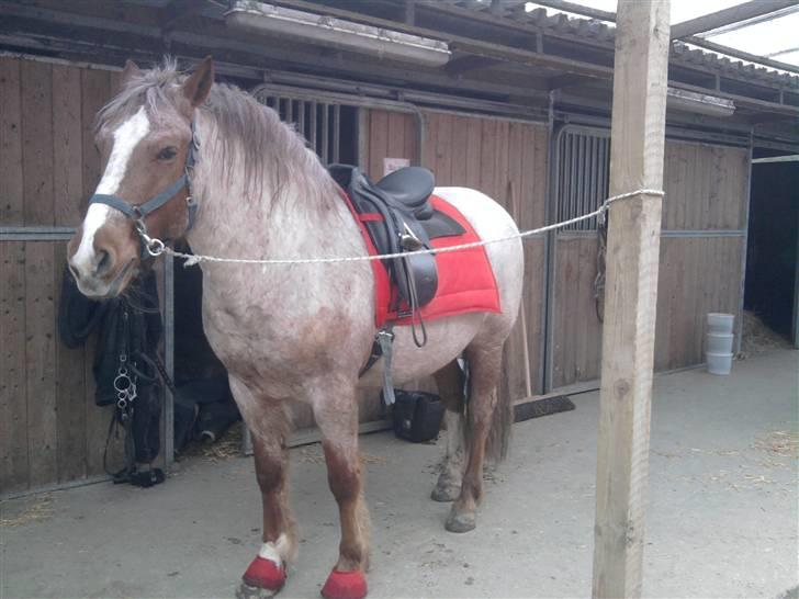 Highland Pony Stardust SOLGT billede 9