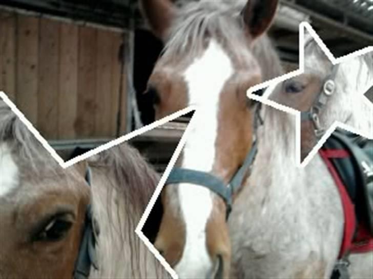 Highland Pony Stardust SOLGT - Stjerne ponyen billede 10