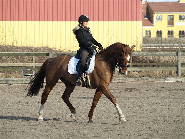 Dansk Varmblod Don Pedro - Pedro og jeg træning 22. marts 2011. billede 20