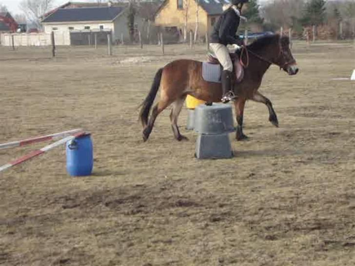 Anden særlig race tanja R.I.P billede 8