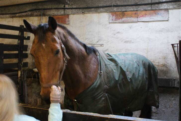 Anden særlig race Ramses R.I.P Altid elsket - Ramses i boksen billede 7