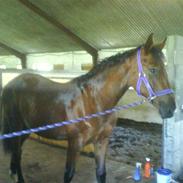 Dansk Varmblod nørremøllehøj`s Ariel