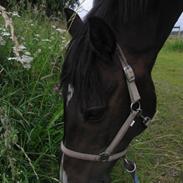 Anden særlig race Mr.Copperfield