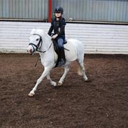 Anden særlig race Ajka