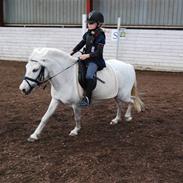 Anden særlig race Ajka