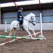 Anden særlig race Ajka