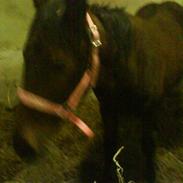 Dansk Varmblod nørremøllehøj`s Ariel