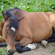New Forest Moonlight