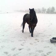 Traver Cabaret Cuvier